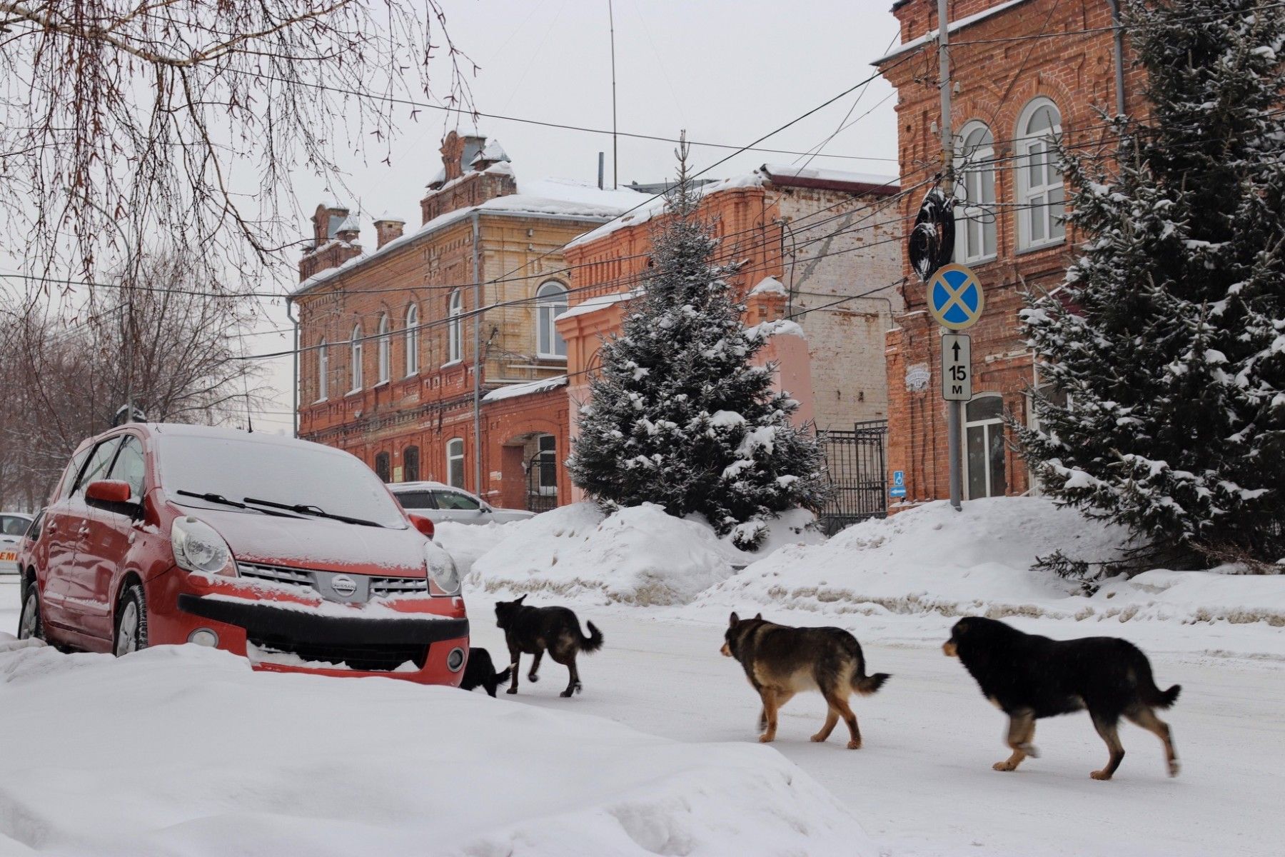 Кучи куч: где можно выгуливать собак в Бийске и кто должен за ними убирать