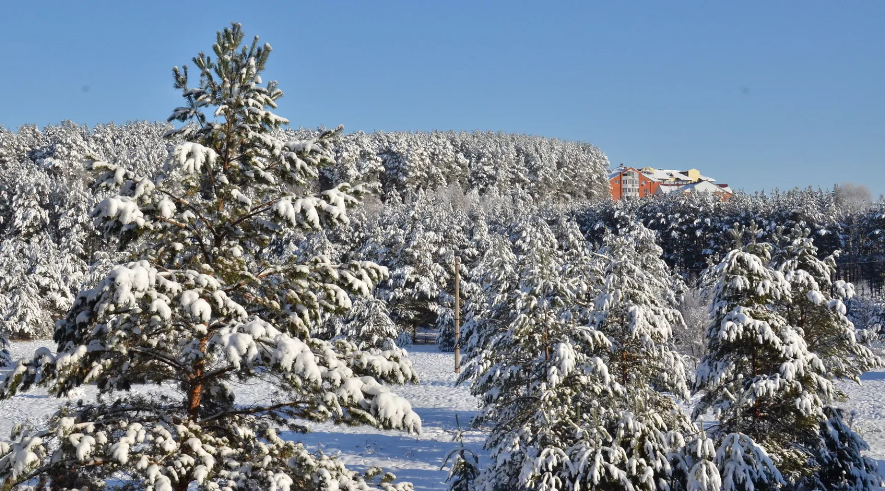Администрация Бийска проиграла суд по масштабным вырубкам леса