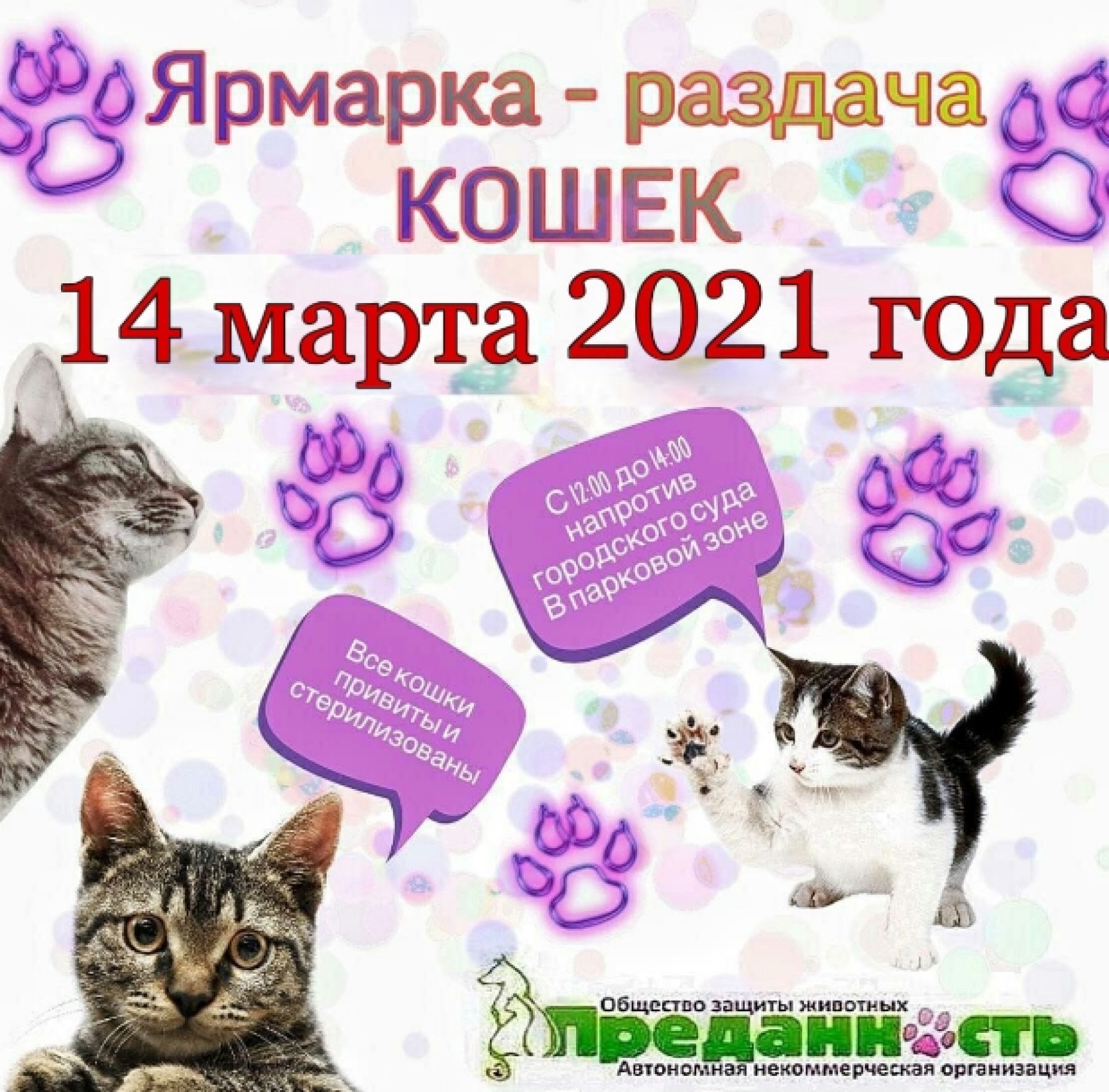 14 марта в Бийске будут бесплатно раздавать котов, кошек и котят