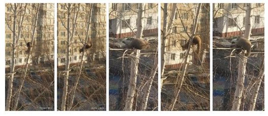 Бийчане заметили хорька на дереве в одном из городских дворов