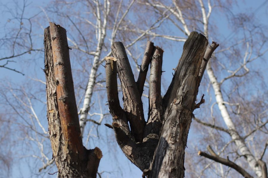 Потерпите, распустится: бийчане не оценили обрезку деревьев у ГДК