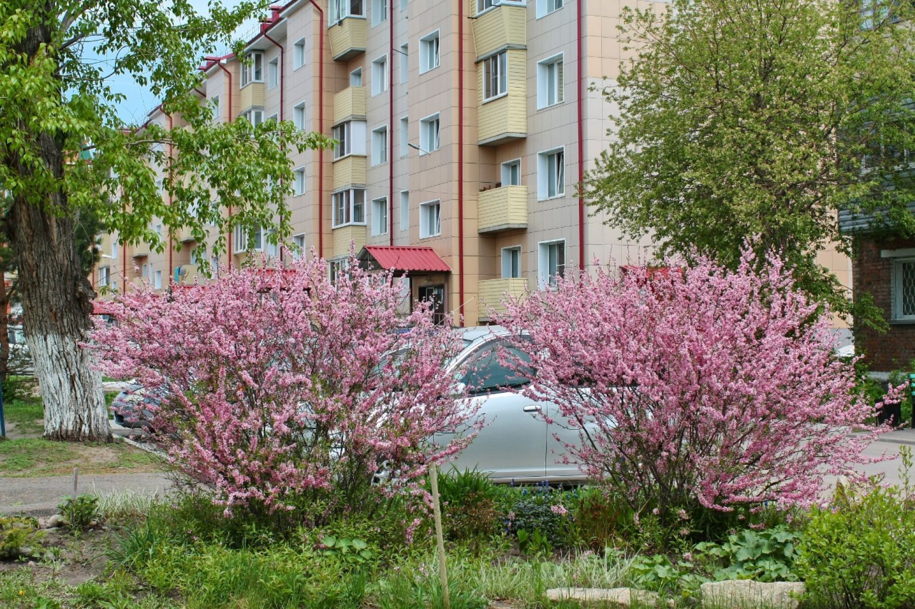 Цветущий май. Деревья цветут