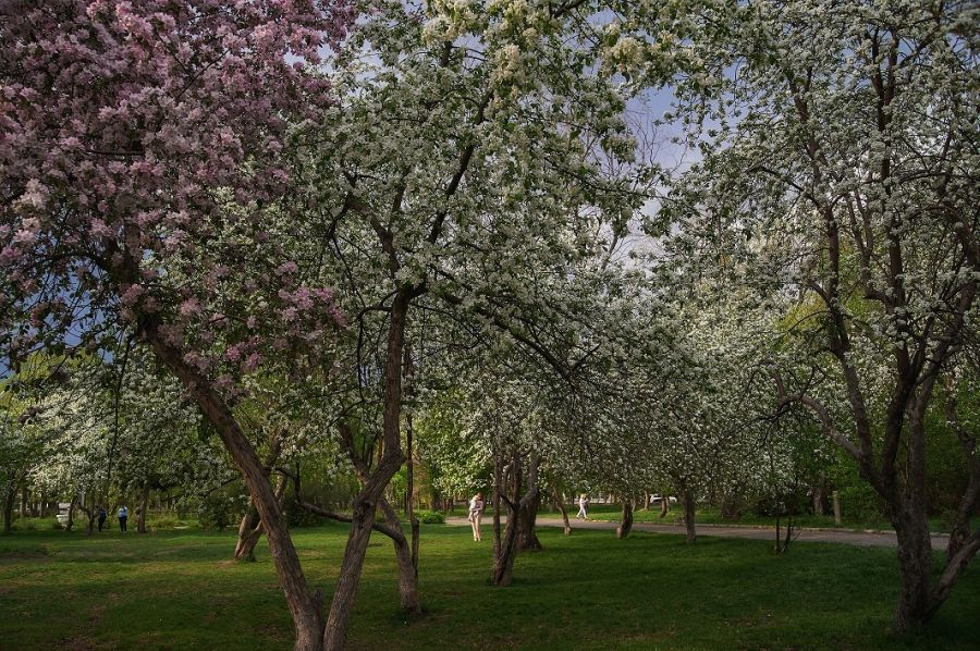 Пока яблони цветут: где в Бийске можно организовать красивую фотосъемку