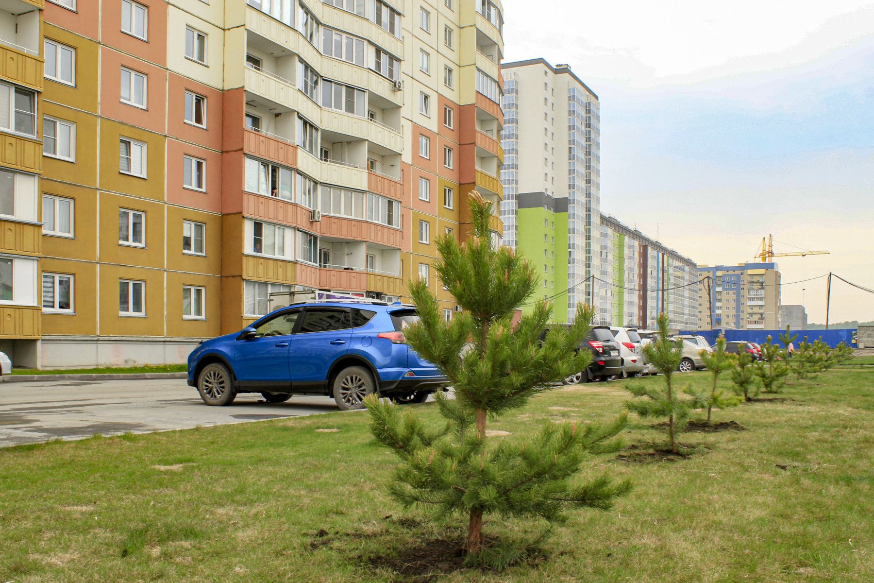 Хвойные аллея вдоль дома по Спортивной, 17