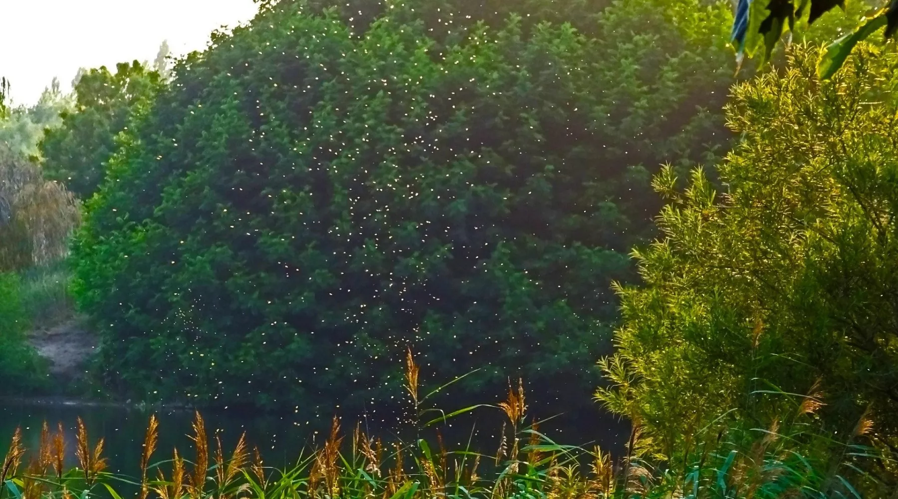 Комары. Мошки