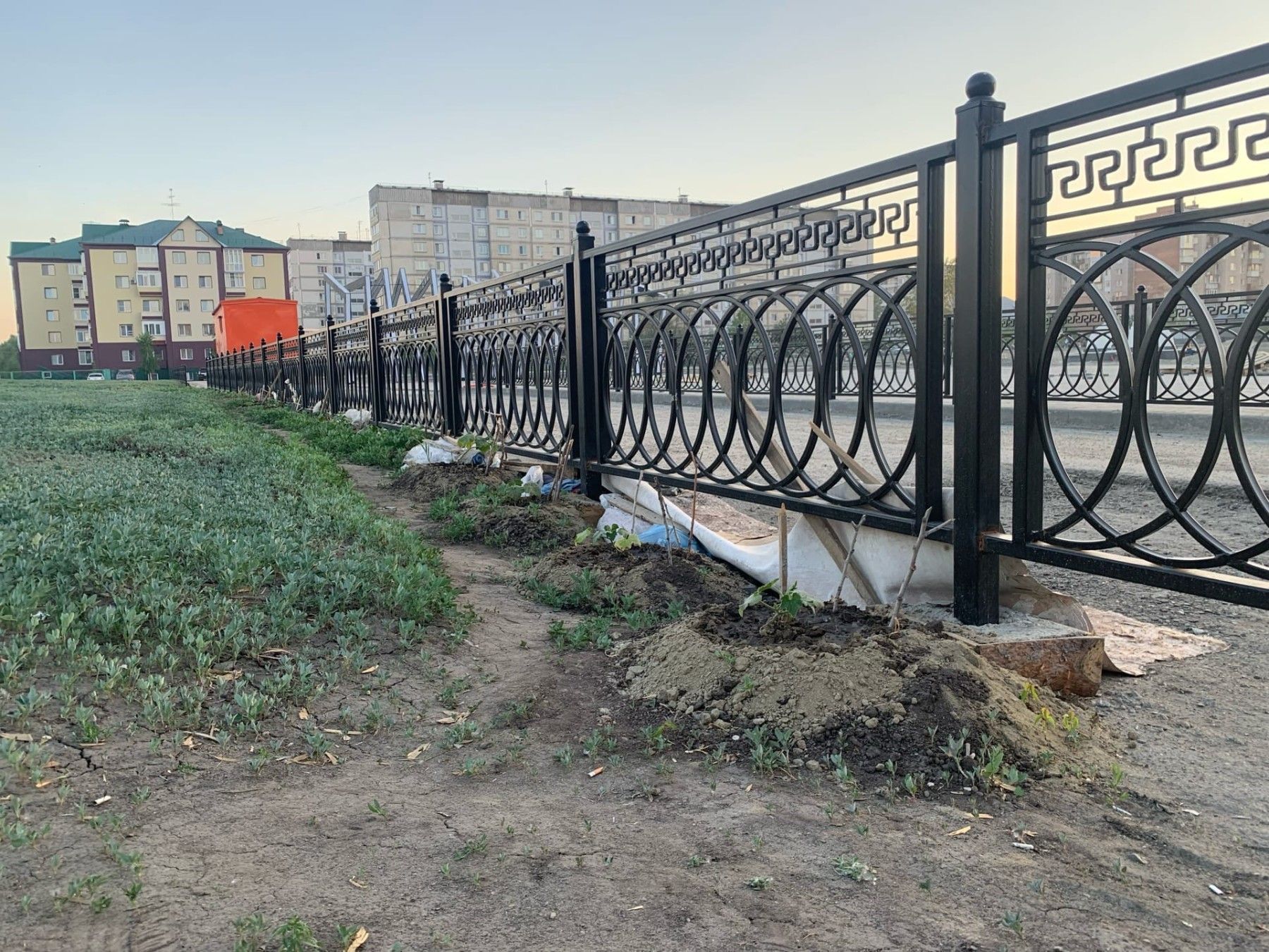 Ни в саду, ни в огороде: в бийском парке на Зеленом Клине кто-то посадил овощи