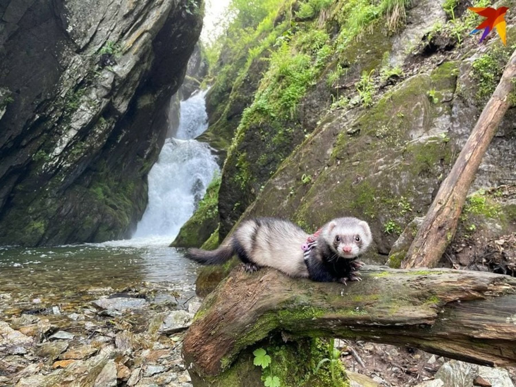 Если с другом вышел в путь: куда бийчане могут поехать с собакой