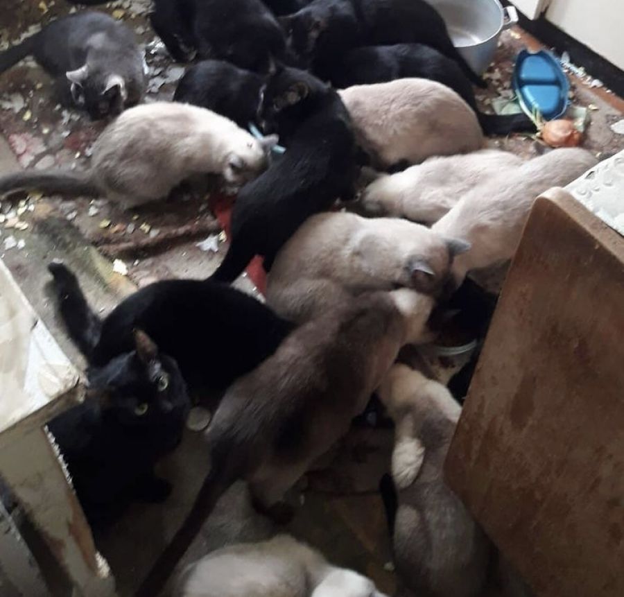 19 кошек живут в квартире одни, их кормят волонтеры