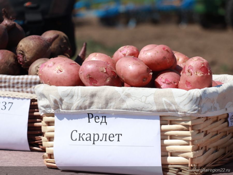 Жителей Алтайского края просят потерпеть пару недель, тогда упадут цены на овощи