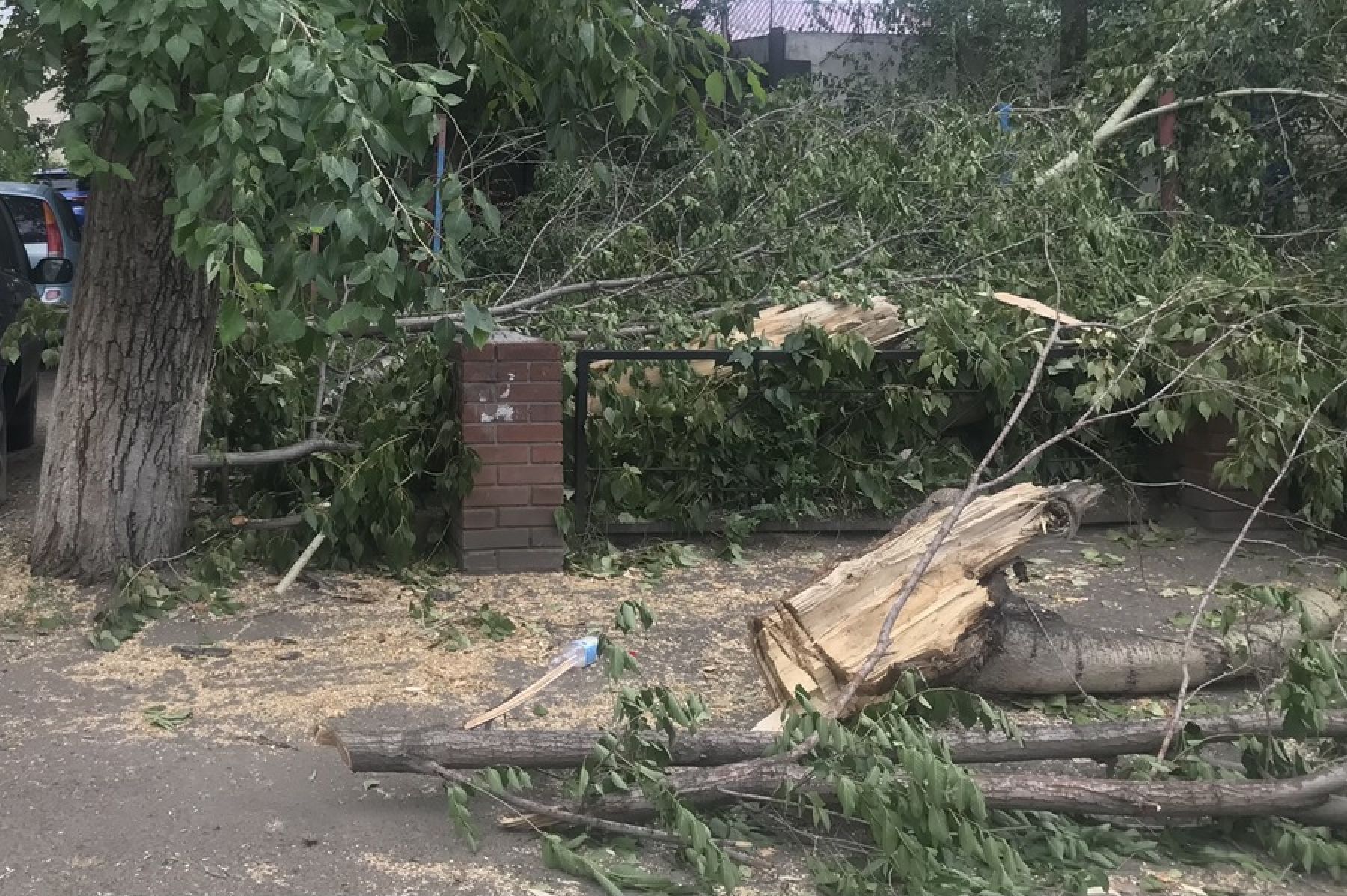 Не целиком, а частично: в Бийске спиливают опасные ветки старых тополей