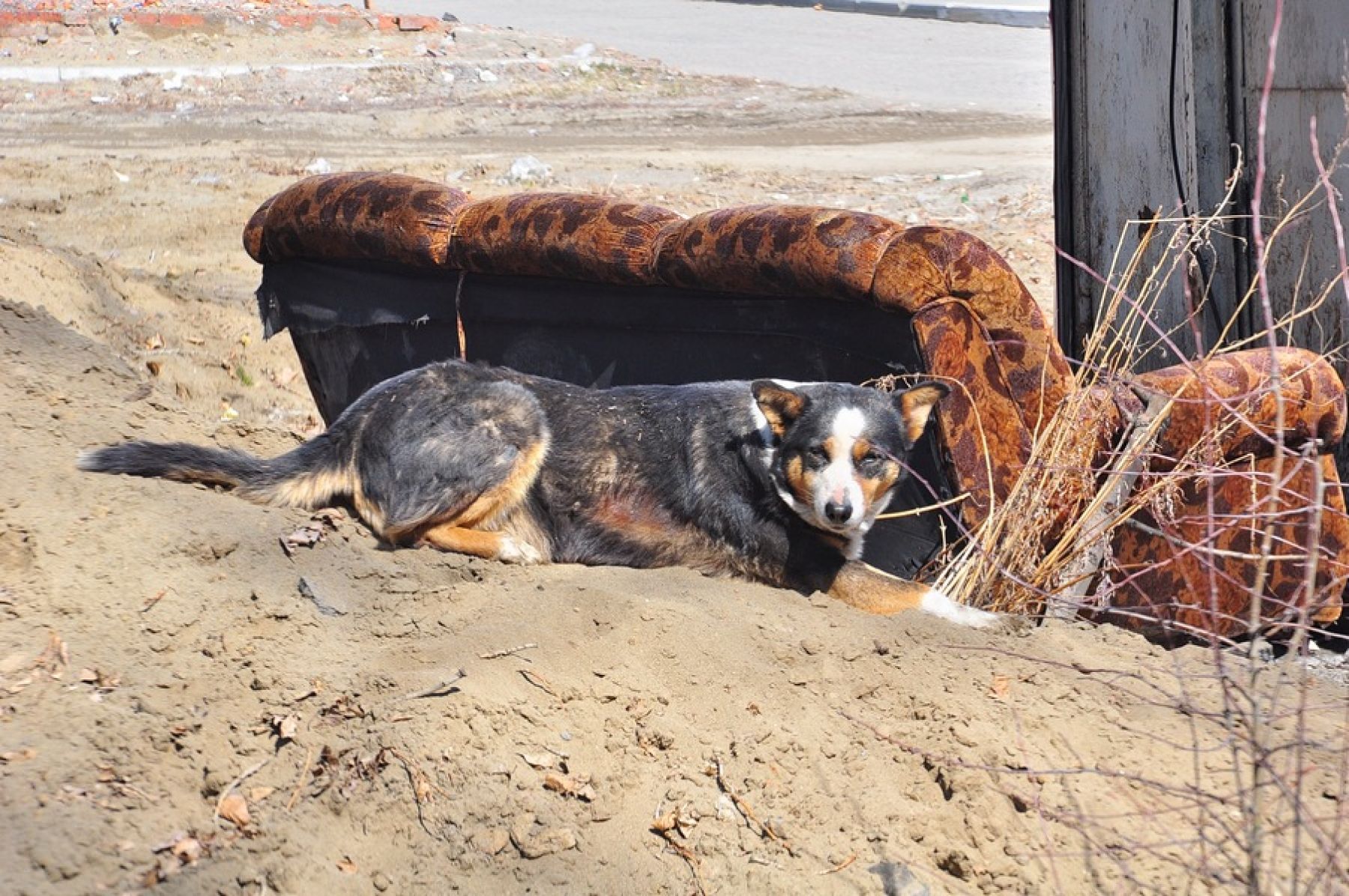 В Бийске чаще стали выбрасывать породистых и экзотических питомцев 