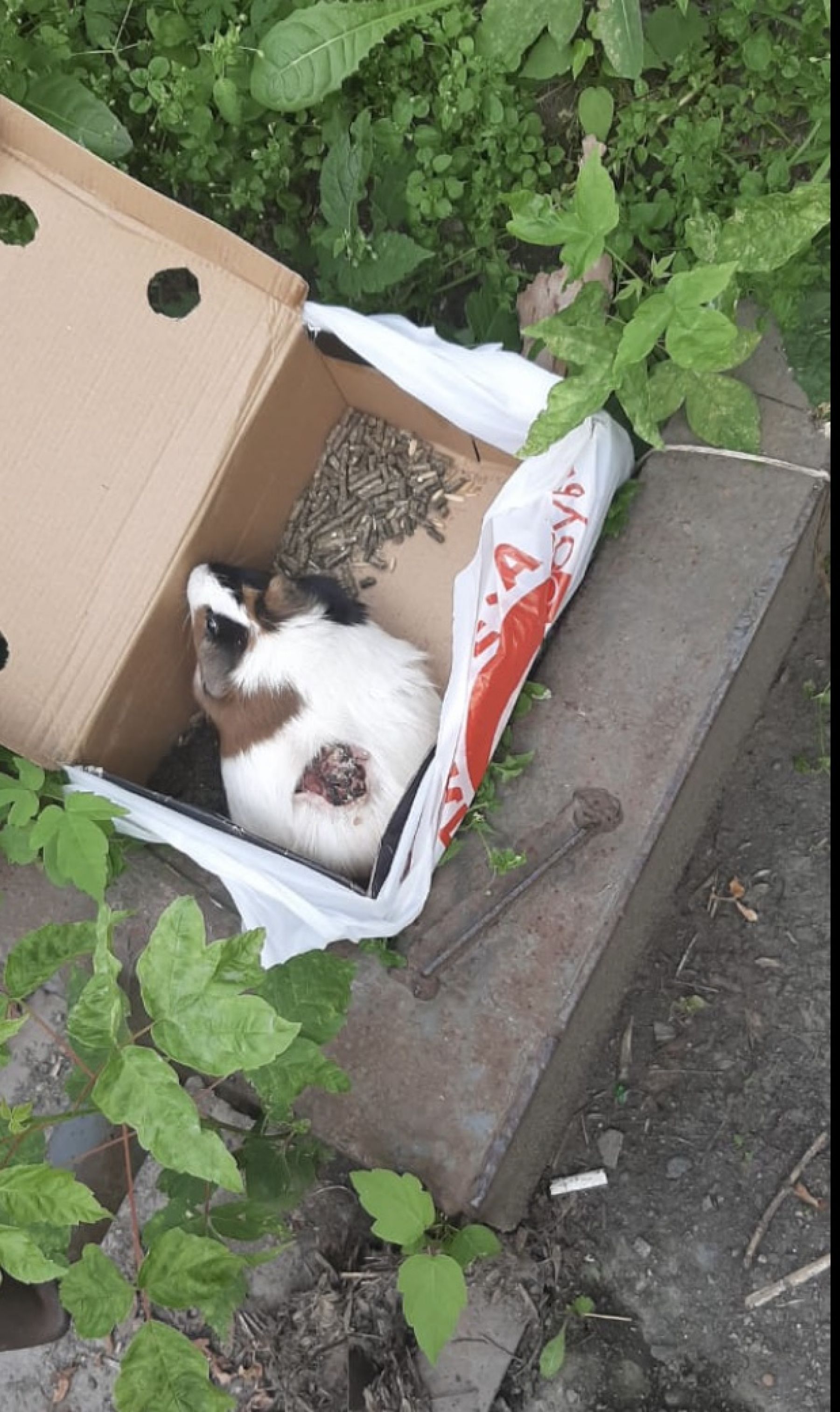 В Бийске чаще стали выбрасывать породистых и экзотических питомцев 