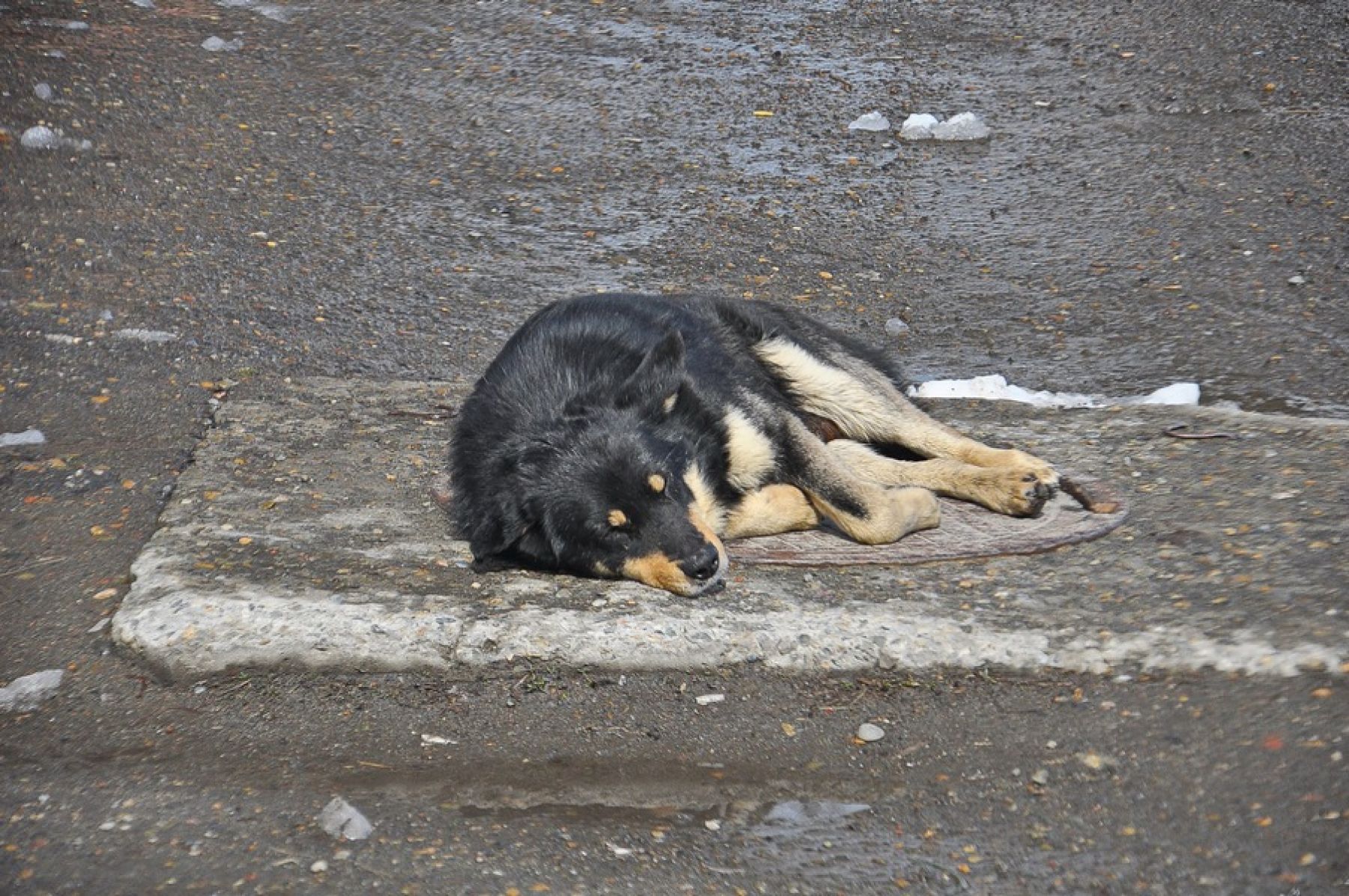 В Бийске чаще стали выбрасывать породистых и экзотических питомцев 