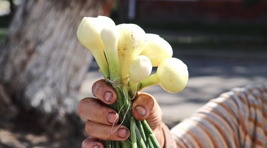 Более 40 тонн импортного лука запретили ввезти в Алтайский край