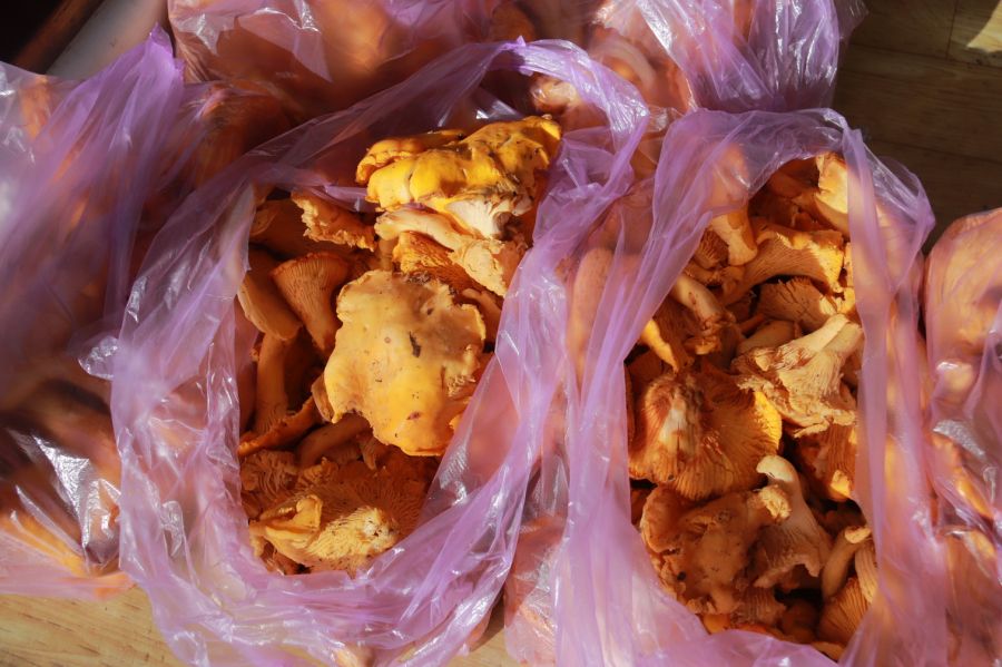 Фиолетовые и краснокнижные: какие грибы собирают в Алтайском крае