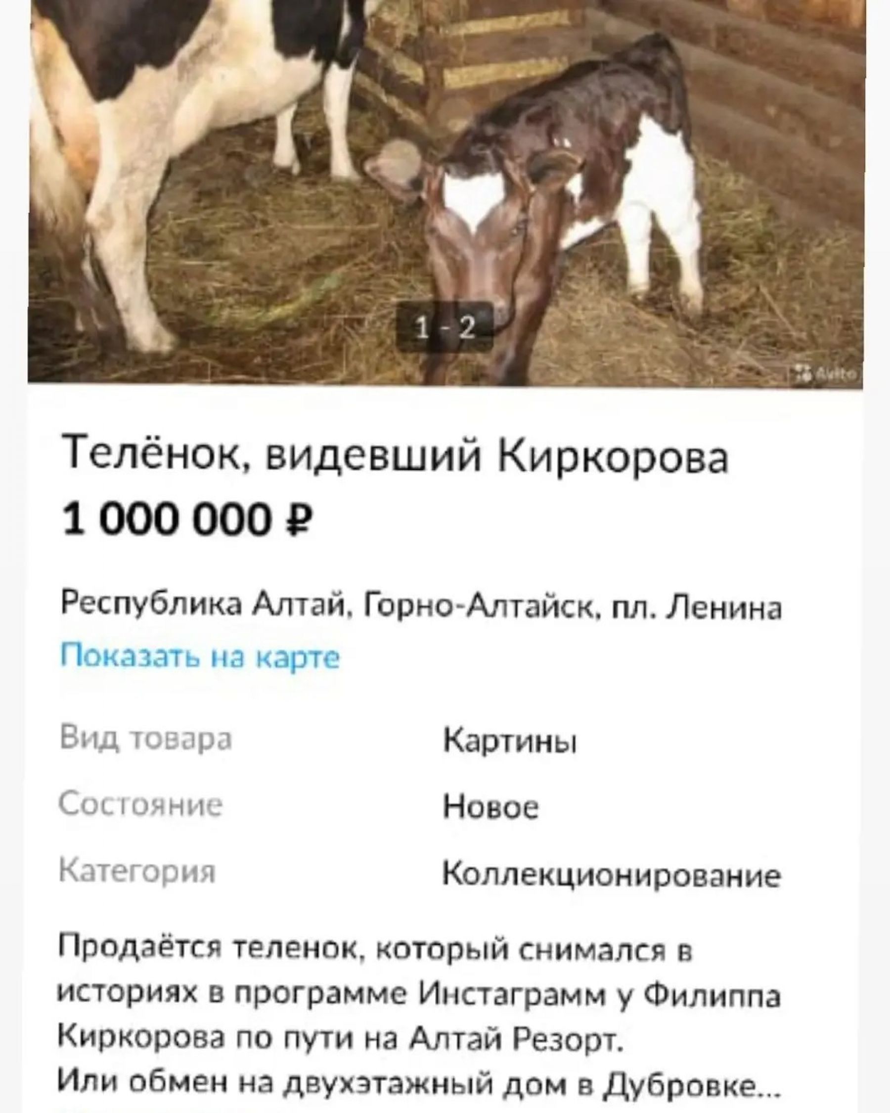 Золотой телёнок: на Алтае продают животное, попавшее в Instagram Киркорова