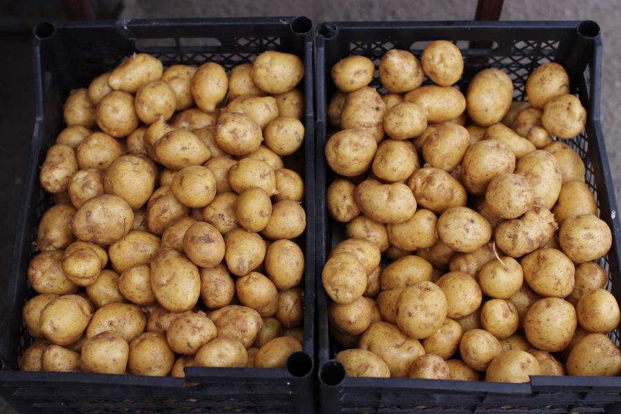 Луговская сорт картофеля фото описание