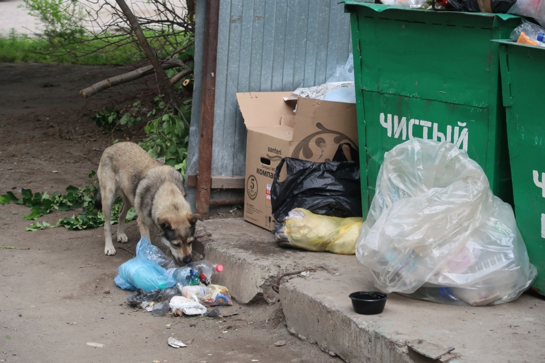 В Бийске столько собак, сколько может обеспечить пропитанием кормовая база.