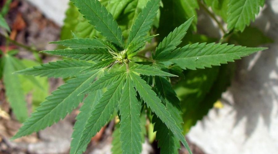 Конопля алтайский край закон канады о марихуане