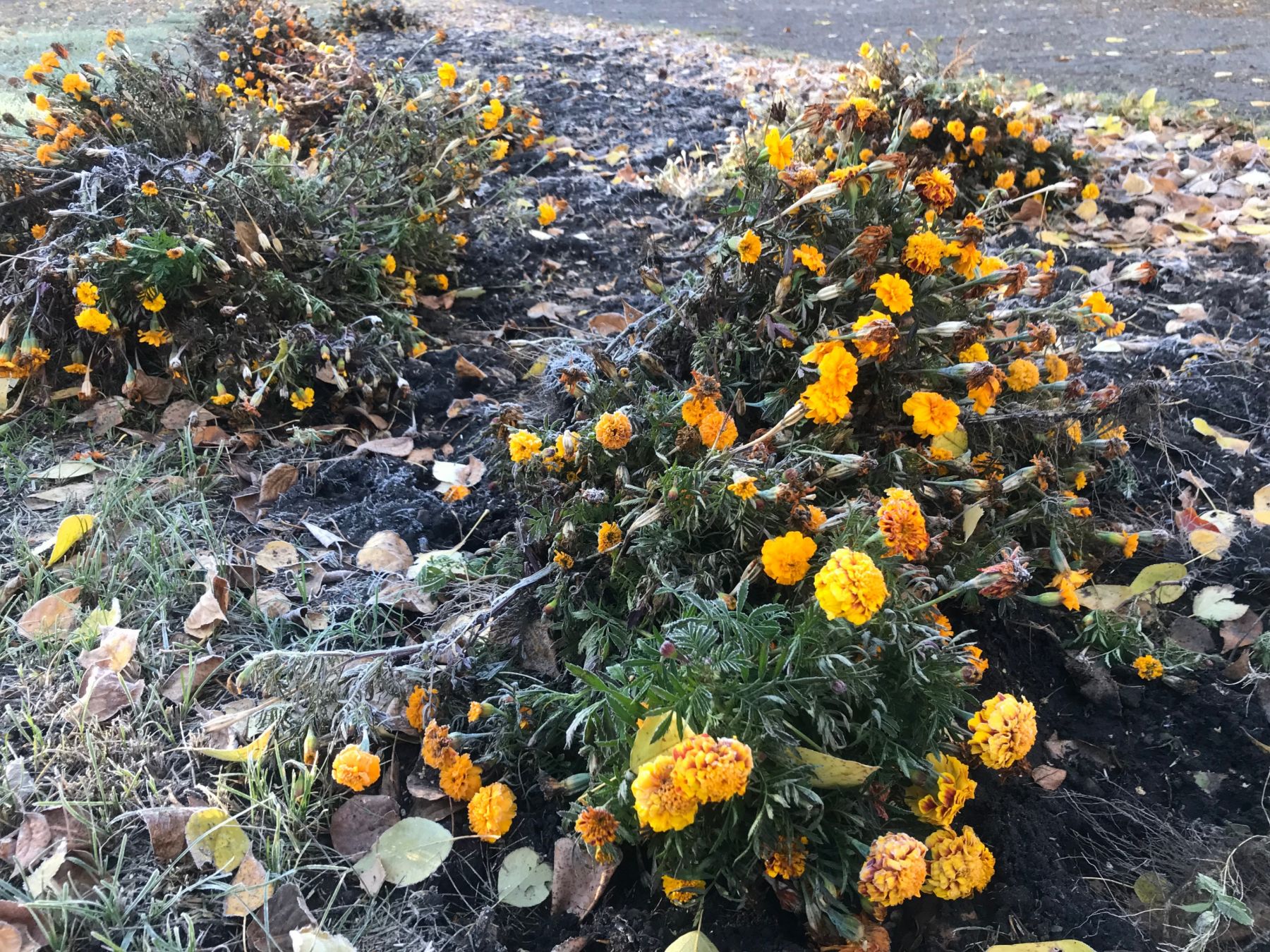 Настоящее имя бархатцев - тагетес