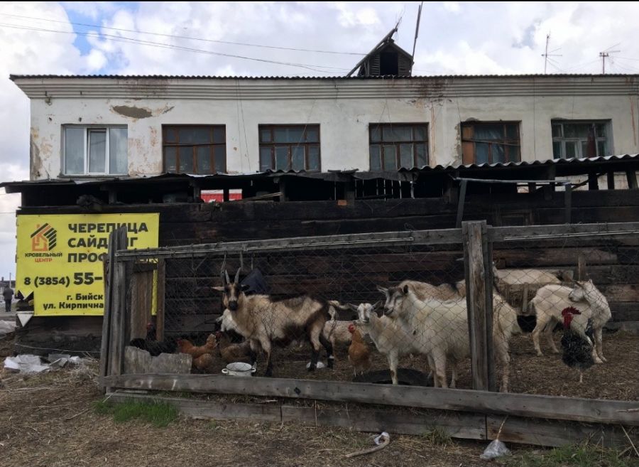 Жители многоквартирного дома разводили коз