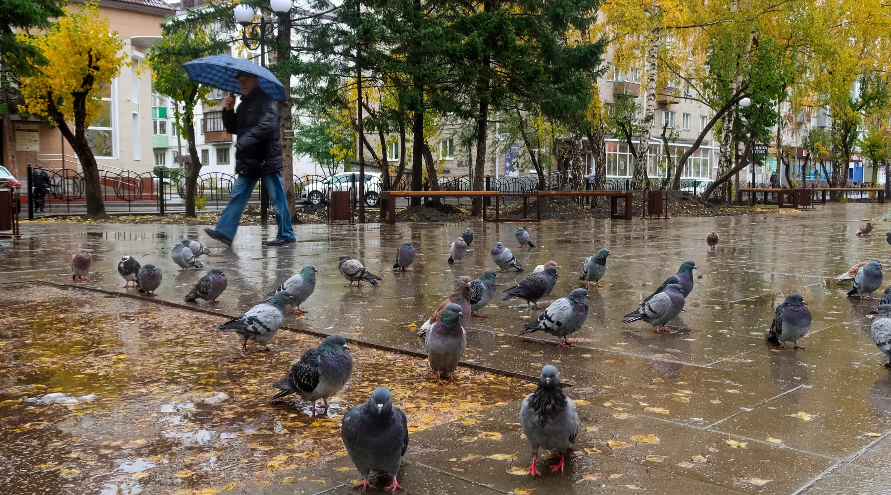 Осень. Дождь. Лужи