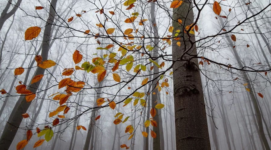 Осень. Лес. Листья