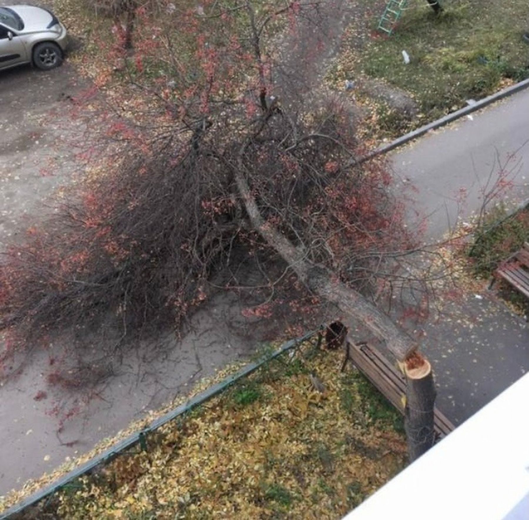 Бийчанка сожалеет, что теперь возле подъезда не будет цвести  яблоня