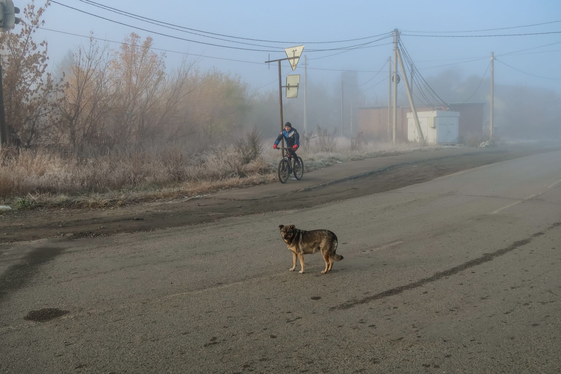 "Это же вы нам его принесли, теперь помогайте" - уверенно "трясут" бийчан зоозащитники