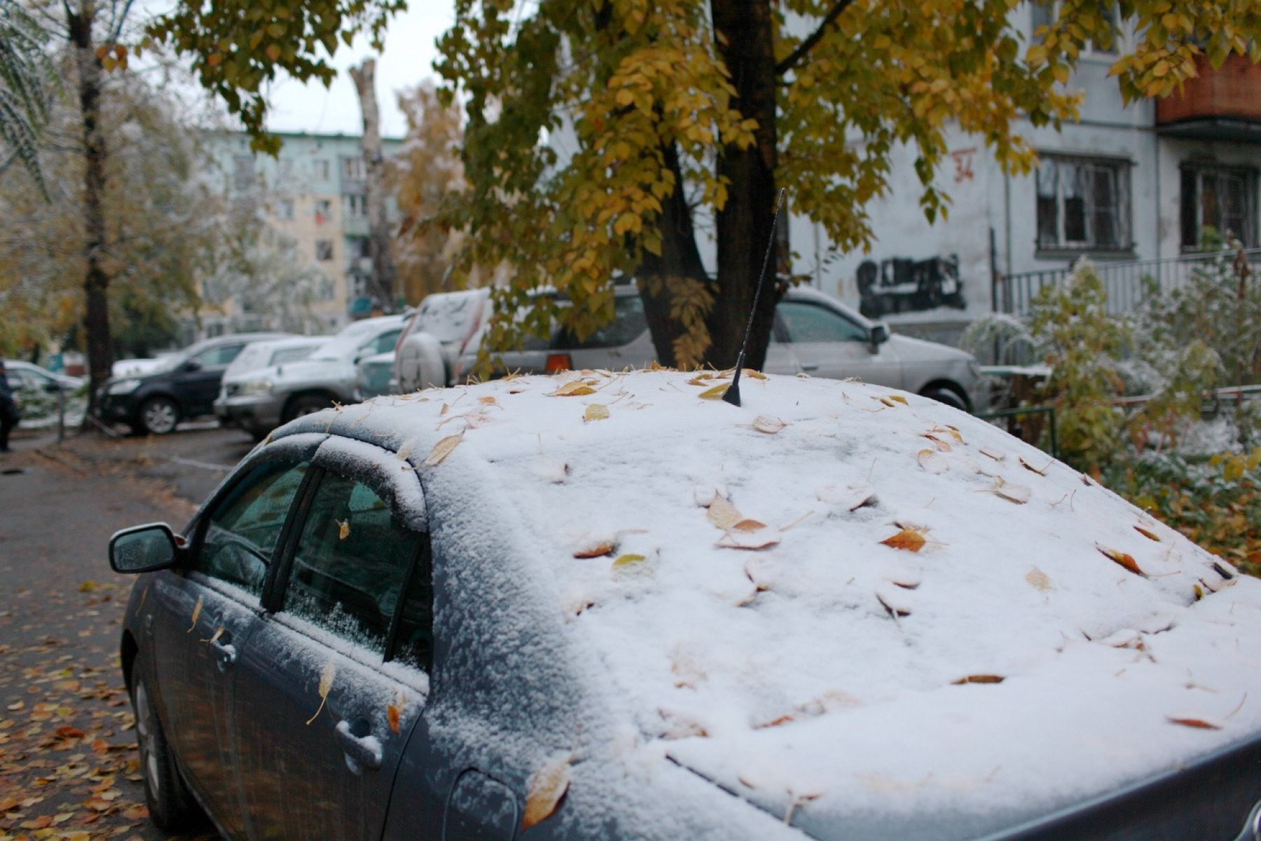 первый снег