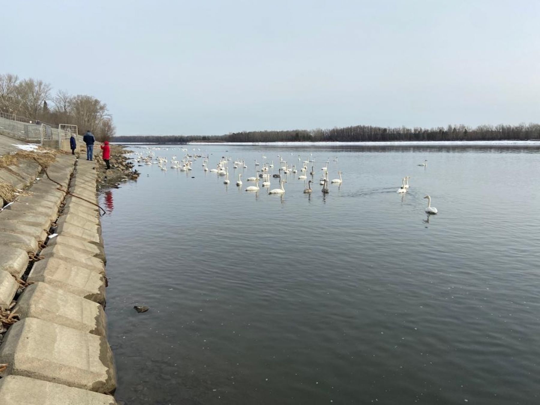 Лебеди в бийском поселке Молодежка.