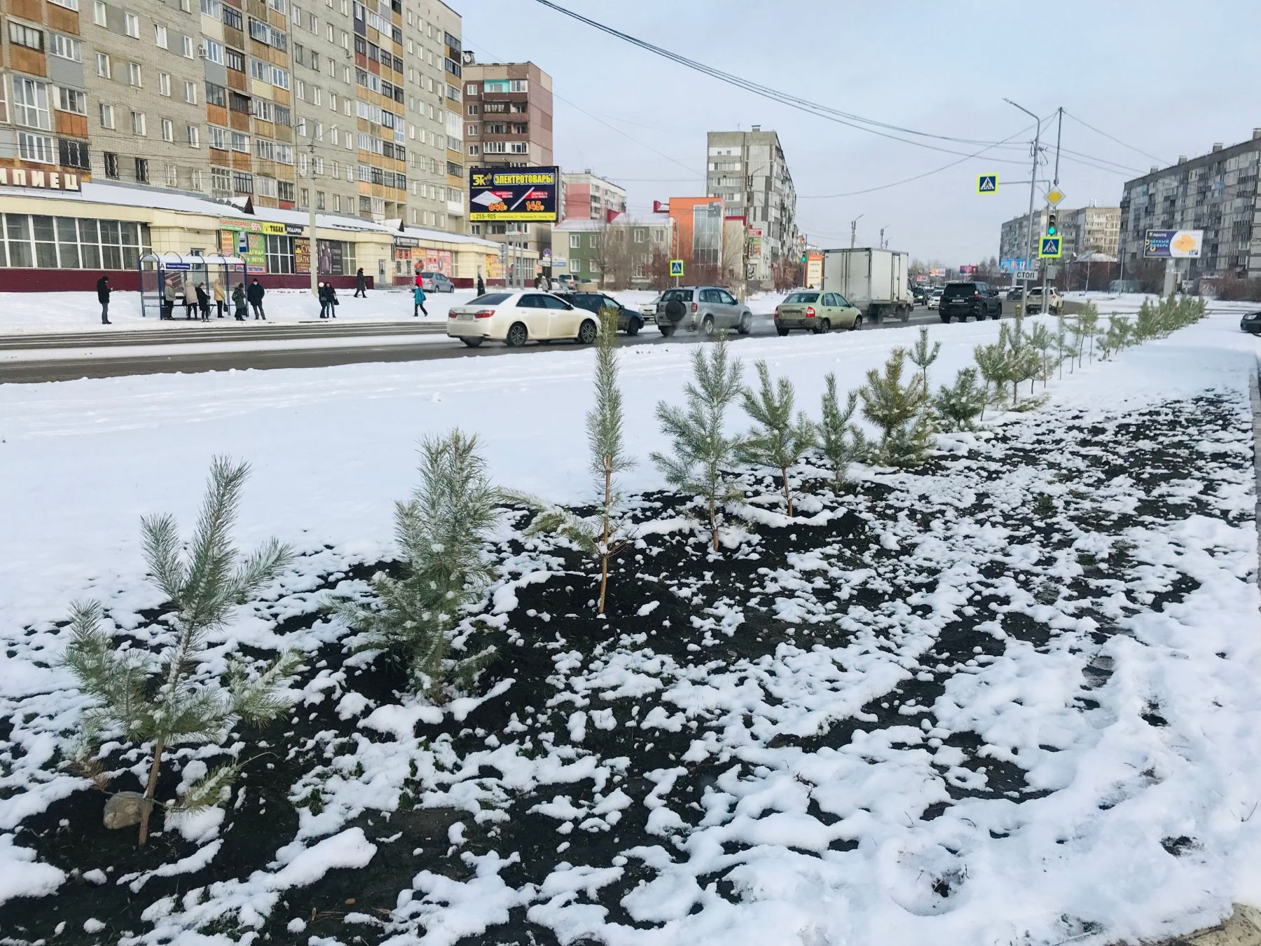 Снежок укутал сосны от городской суеты