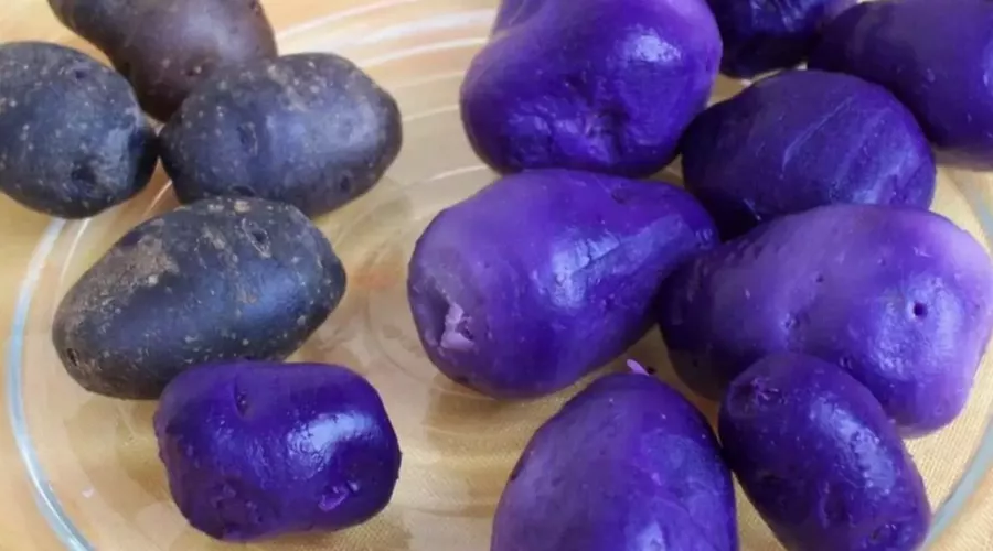 Необычная фиолетовая картошка