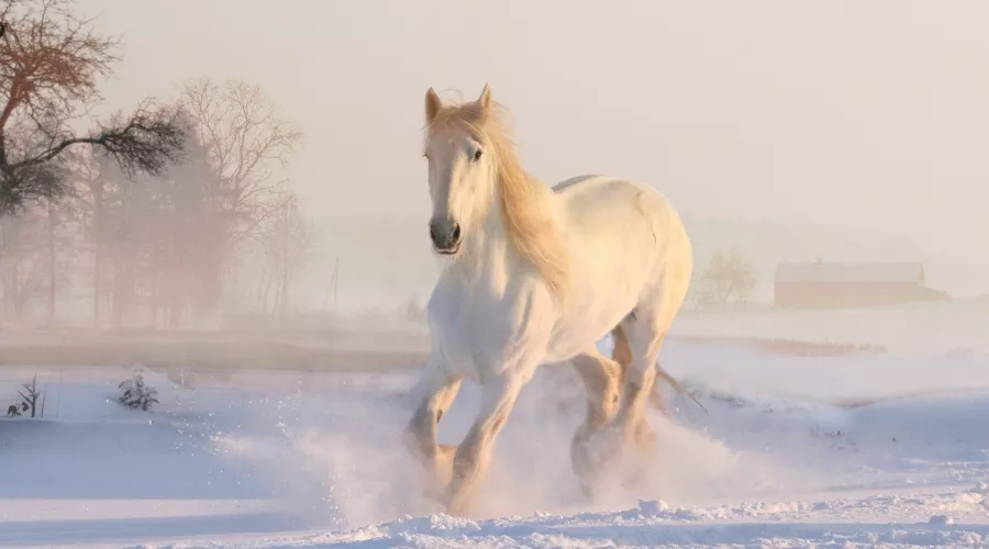 Зима. Белый конь