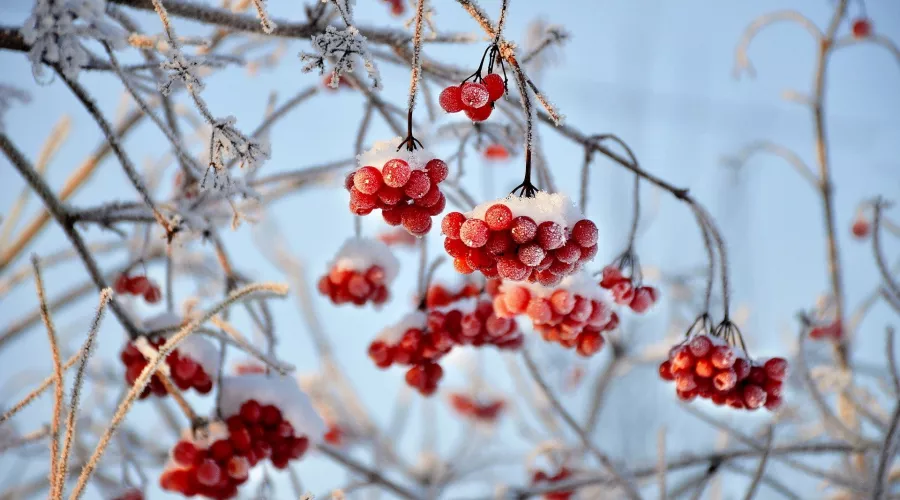 Замерзшие ягоды. Мороз. Зима