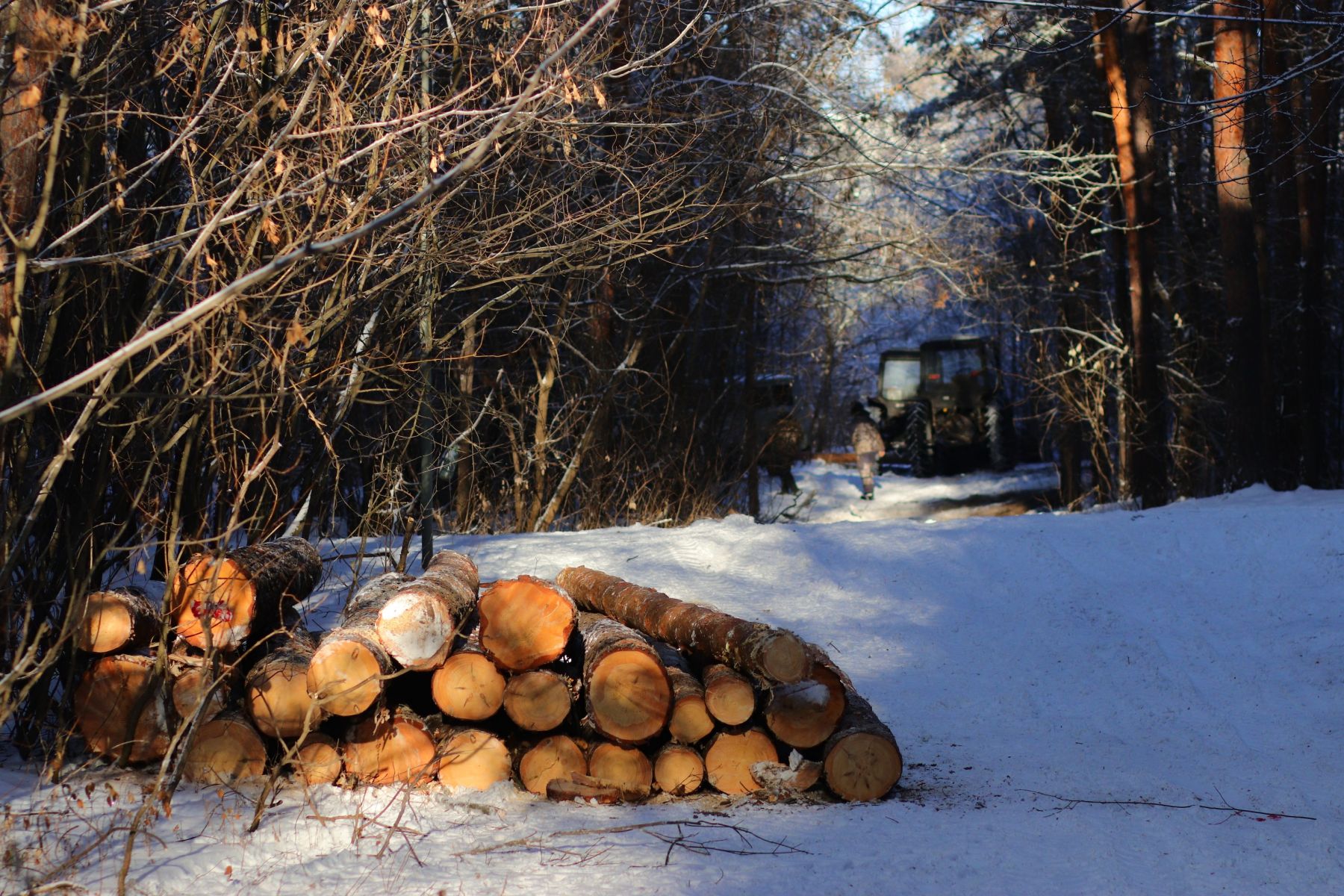 Санитарная рубка леса на АБ