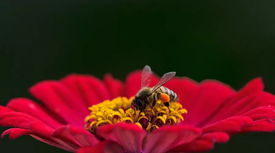 Пчела. Цветок. Лето