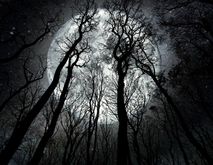 Луна. Полнолуние. Зимний лес. Деревья