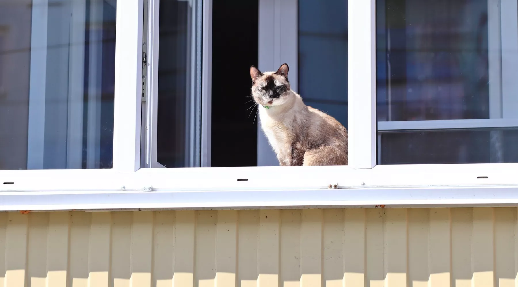 Весна. Кошка на окне. Солнце. Солнечный день