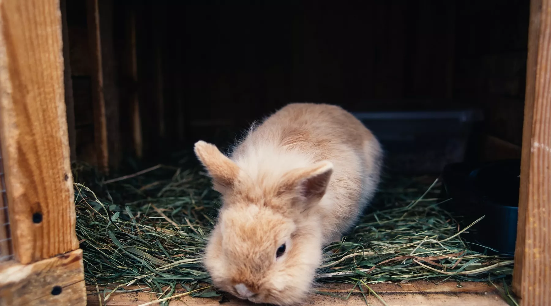 Кролик. Клетка