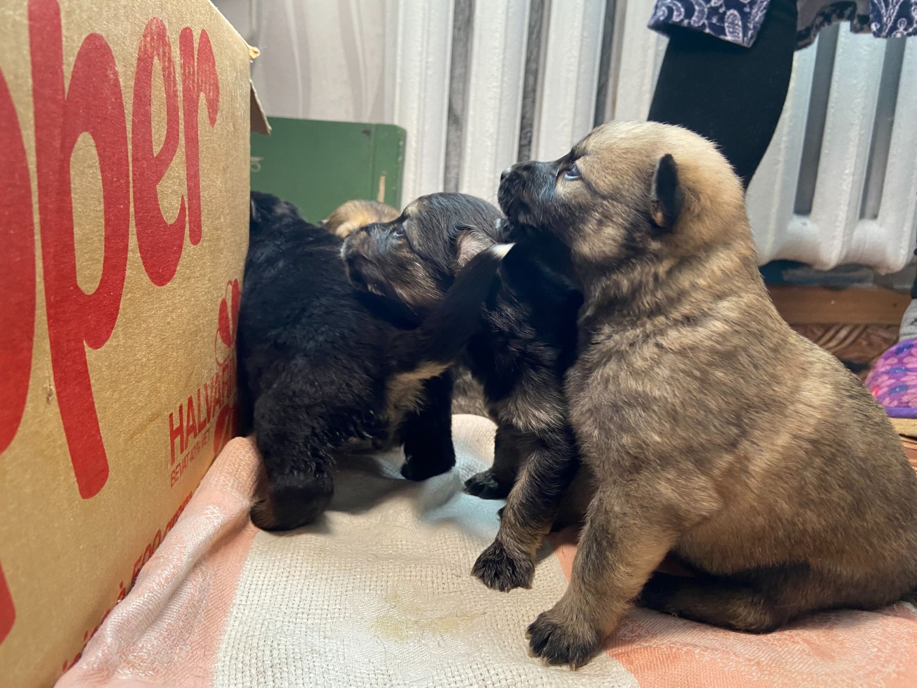 Щенки из Бийска ищут хозяев