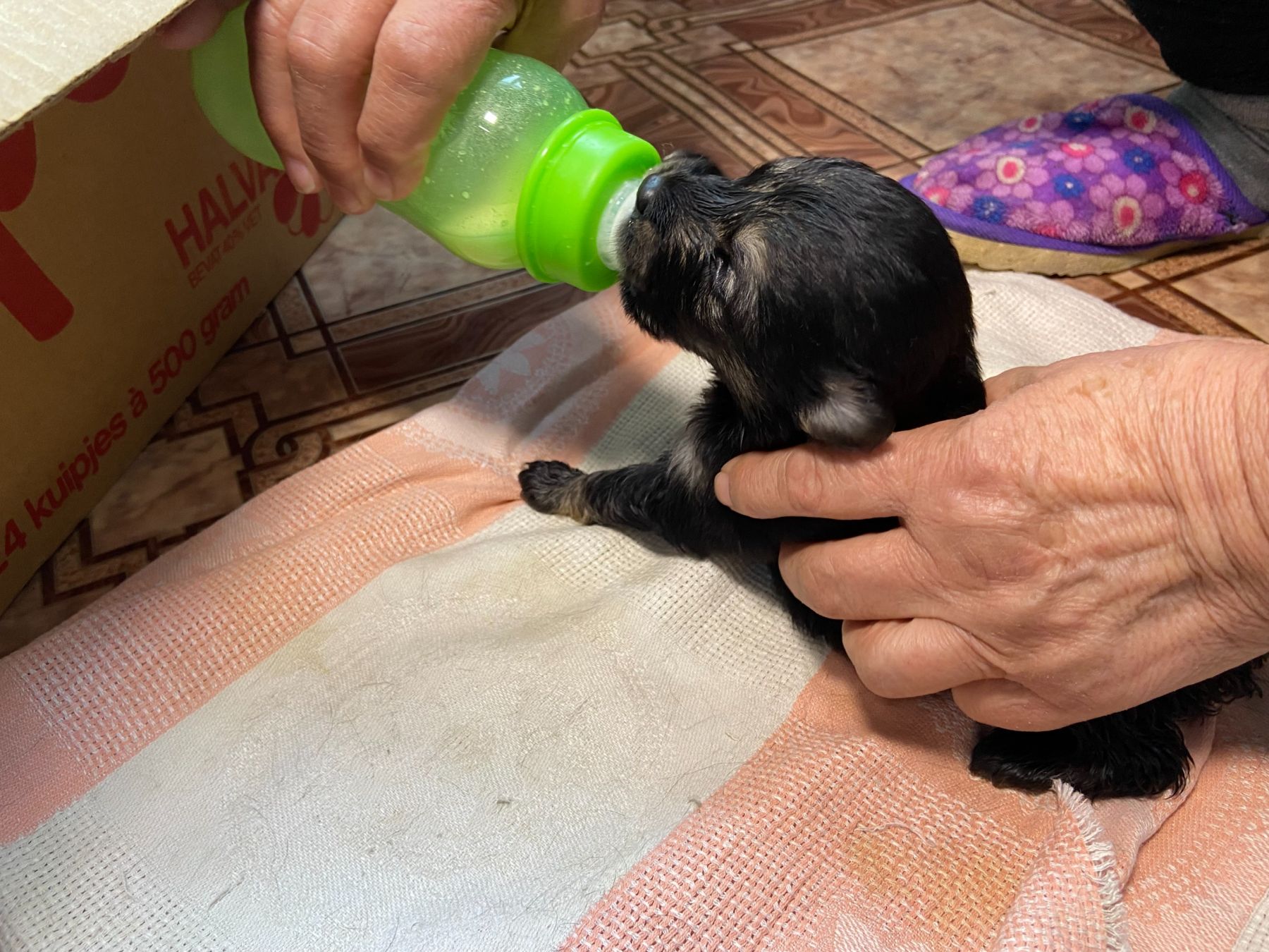 Щенки из Бийска ищут хозяев