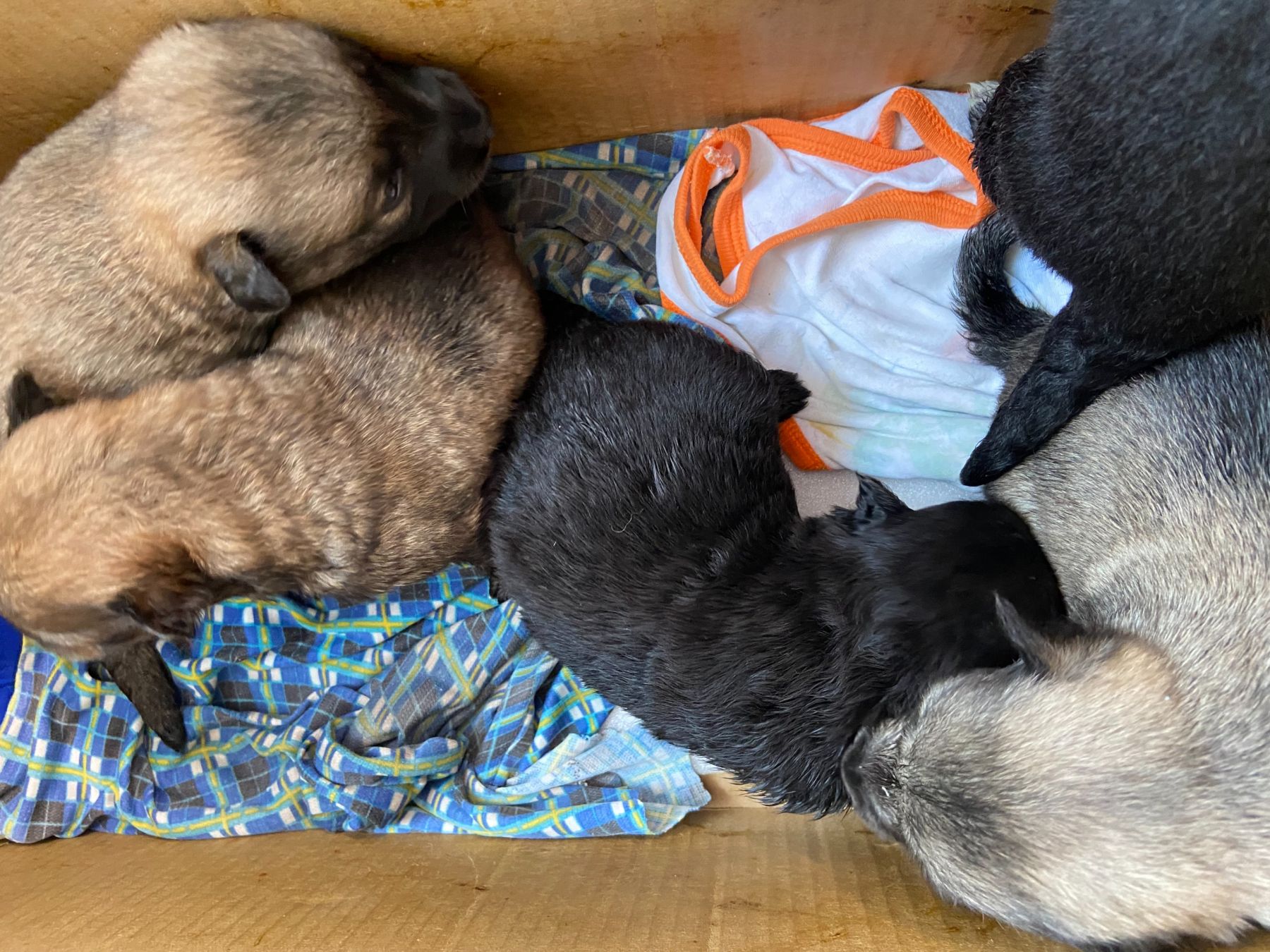 Щенки из Бийска ищут хозяев