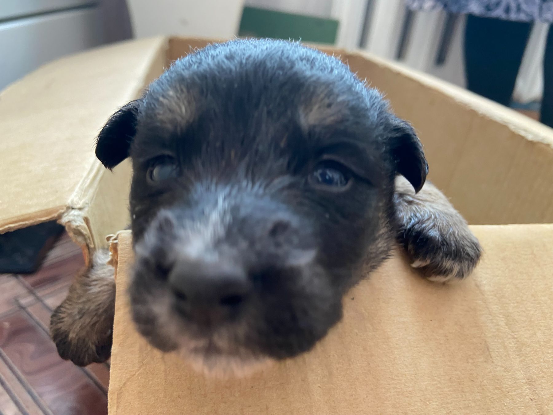 Щенки из Бийска ищут хозяев