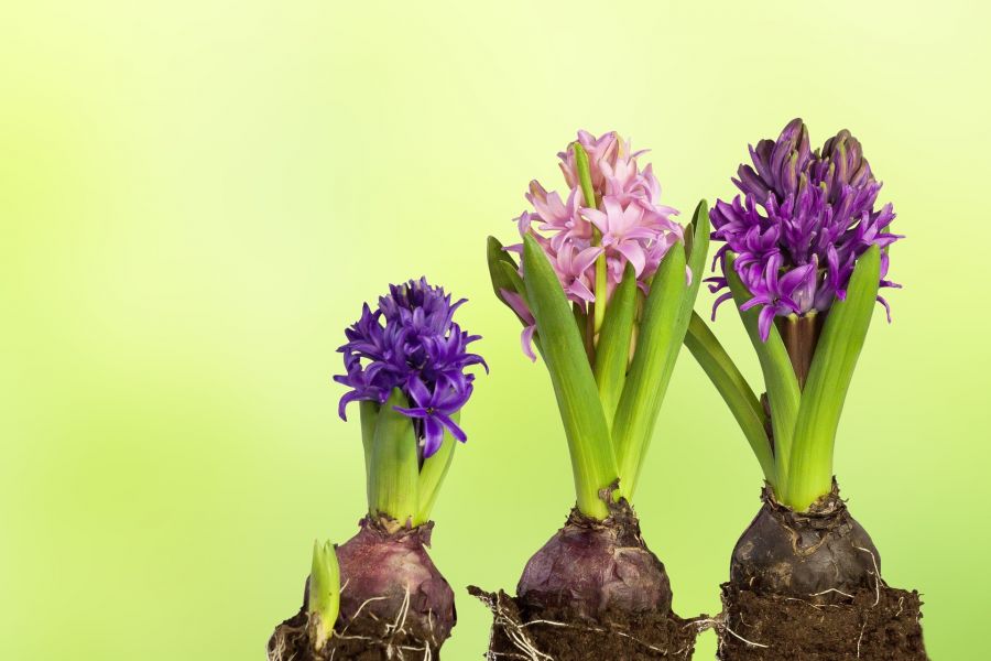 Гиацинт: выращивание, уход, выгонка в домашних условиях | Интернет-магазин садовых растений