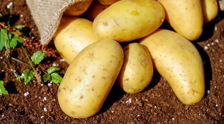 Картофель. Копать картошку. Урожай. Клубни