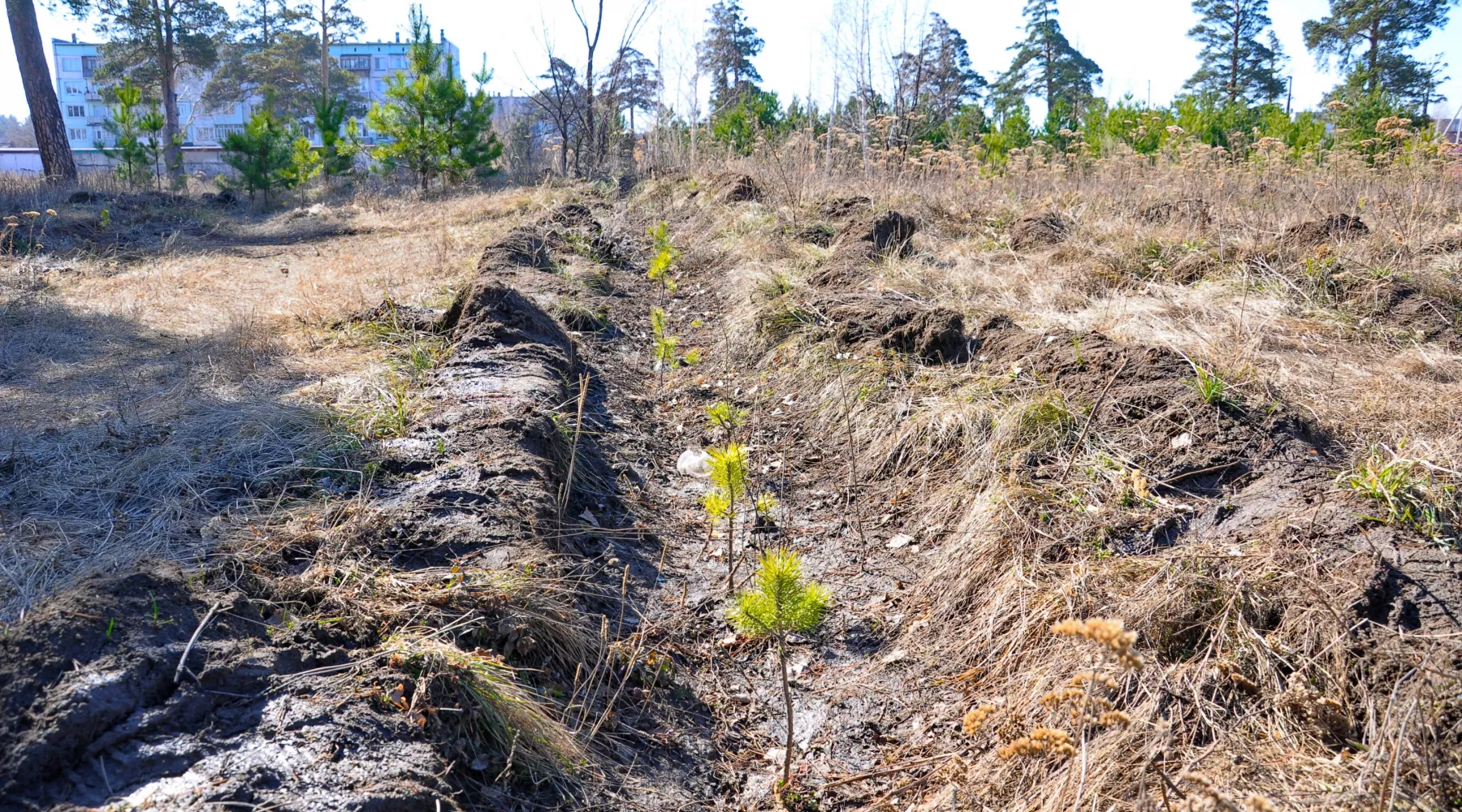 В Бийске ежегодно высаживают молодые деревья и кусты