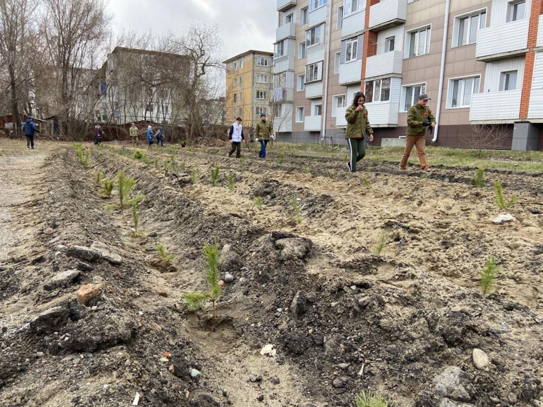 Посадка сосен. Поселок Котельщиков