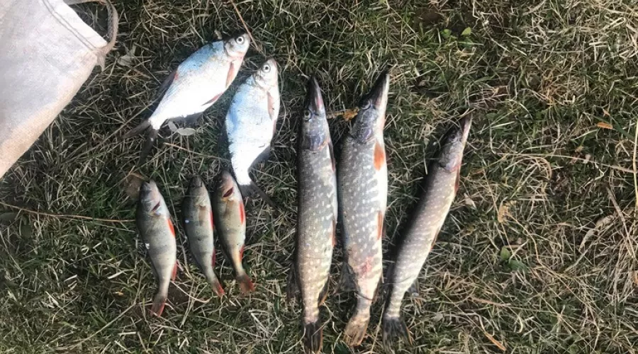 На майских выходных в Бийске полиция задержала рыбака-браконьера 