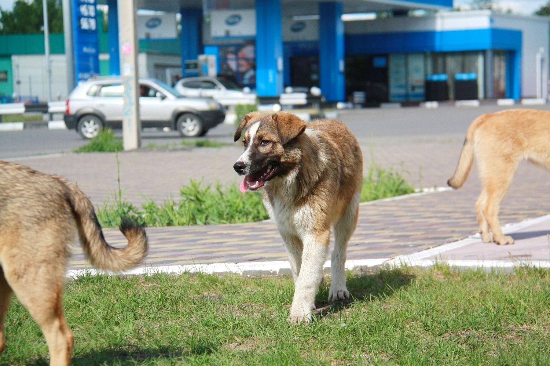 Бродячие собаки в Бийске